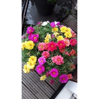 100 sementes onze horas mix 4 especies com manual de cultivo pronta entrega envio 24h II em Oferta na Shopee