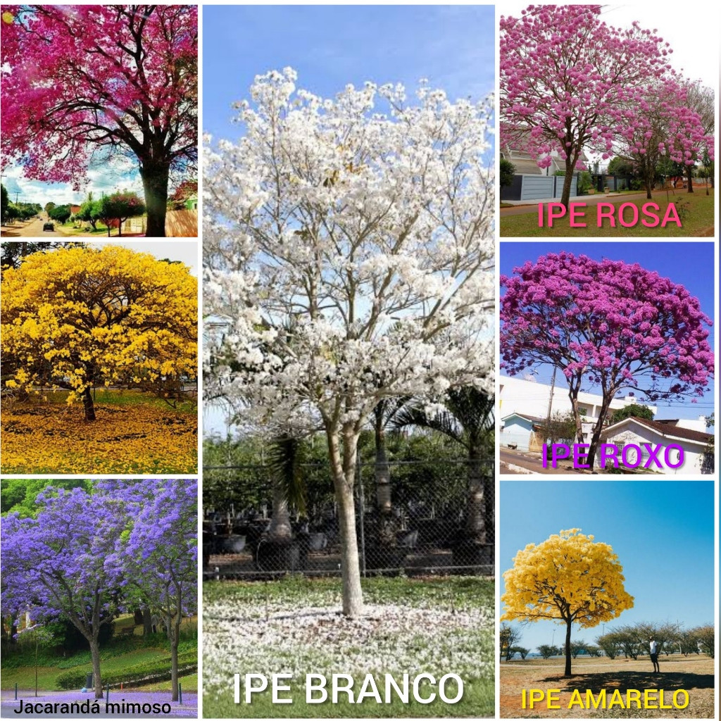 1000 Sementes Ipê Amarelo Branco Roxo Rosa Verde + Bauhinia | Fácil de Germinar | Jardim Mudas