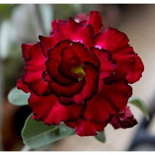 1000 Sementes Rosa do Deserto Raras Mistas Adenium Obesum Flor Dupla/Tripla Fácil de Plantar Jardim