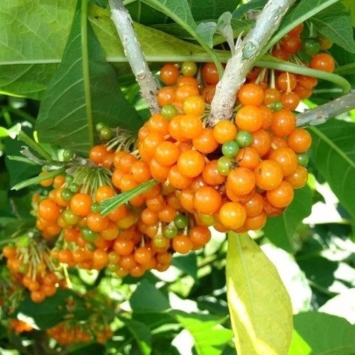 100 Sementes Fruta De Sabiá P/ Mudas - Atrai Pássaros h