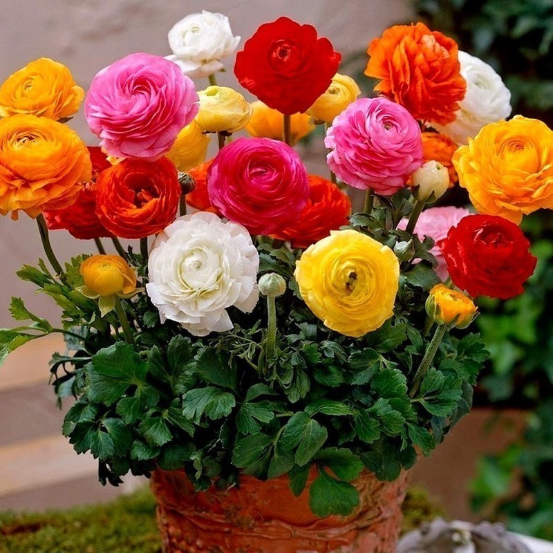 100 Sementes de Ranunculus Sortidas Com Manual de Cultivo V V em Oferta na Shopee