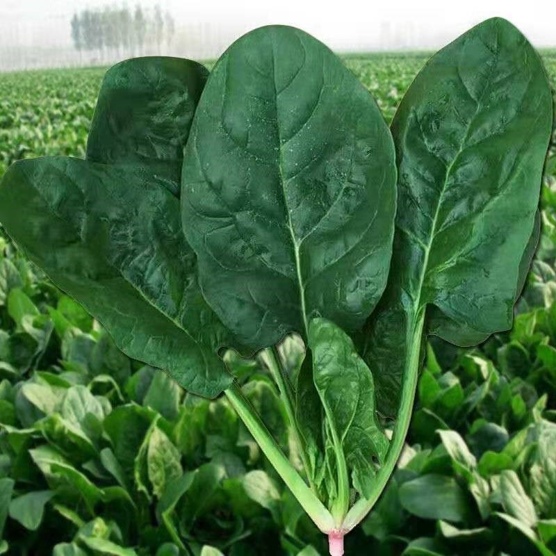 Espinafre de Alto Rendimento 200 500 Sementes - Sementes de Vegetais de Espinafre de Folha Grande Orgânica para Jardinag