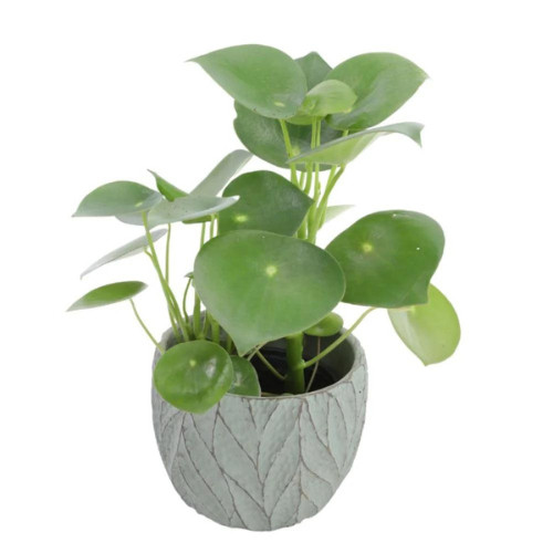 100 sements Peperomia Raindrop com manual de cultivo