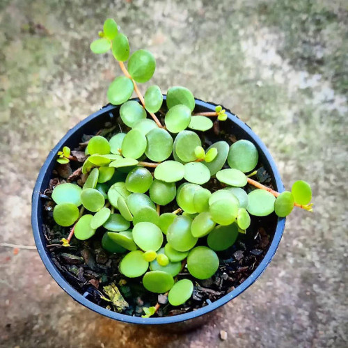 100 sements Peperômia Colar de Lentilha com manual de cultivo h