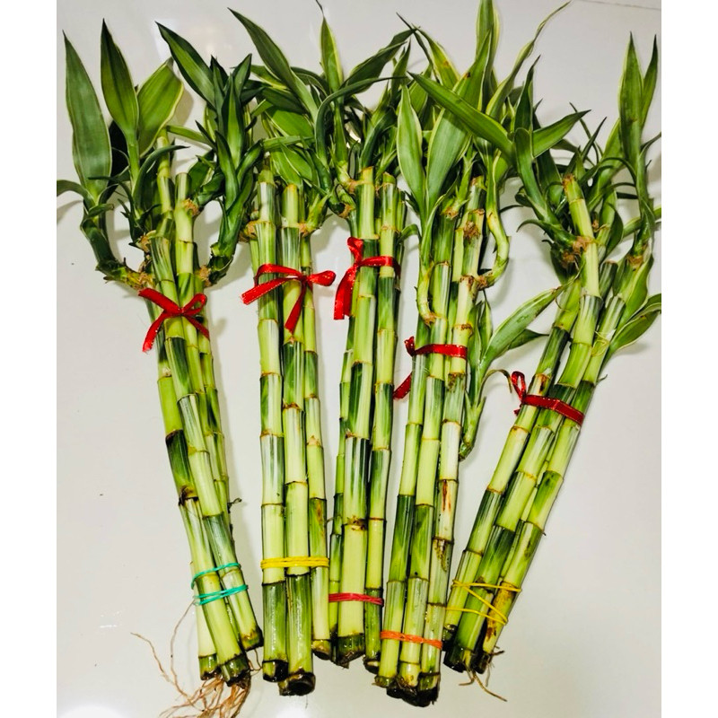 200 500 peças de decorações de bambu da sorte branco e verde