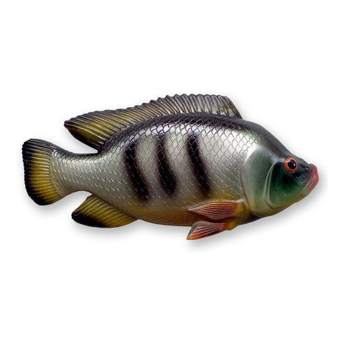Peixe Tilapia Resina E Fibra Decoração Parede Envernizado Sol e Chuva Piscina Casa Chácara Sítio