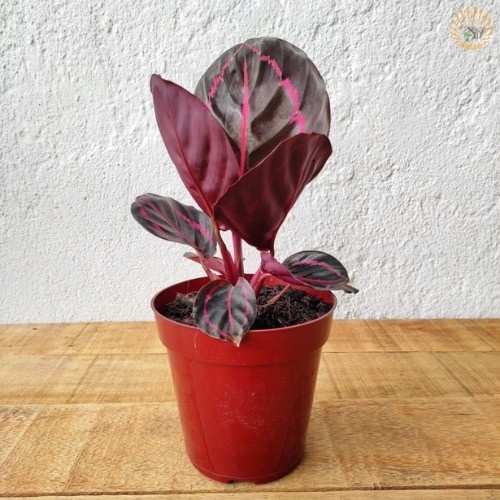 100 sements maranta rubi com manual de cultivo h h