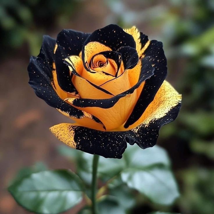 Rosa sempervirens (Rosa perene) - 100 sementes com manual de cultivo pronta entrega envio em 24h II