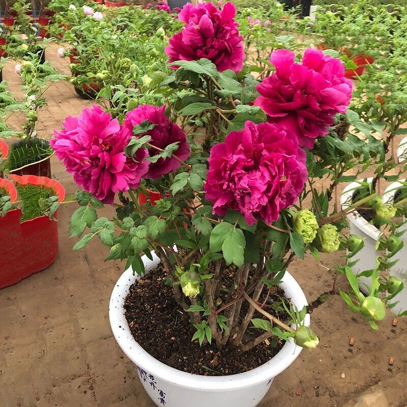 Sementes de Peônia Importadas 200/500 Unidades | Flores Ornamentais para Jardim e Vasos | Fácil Germinação