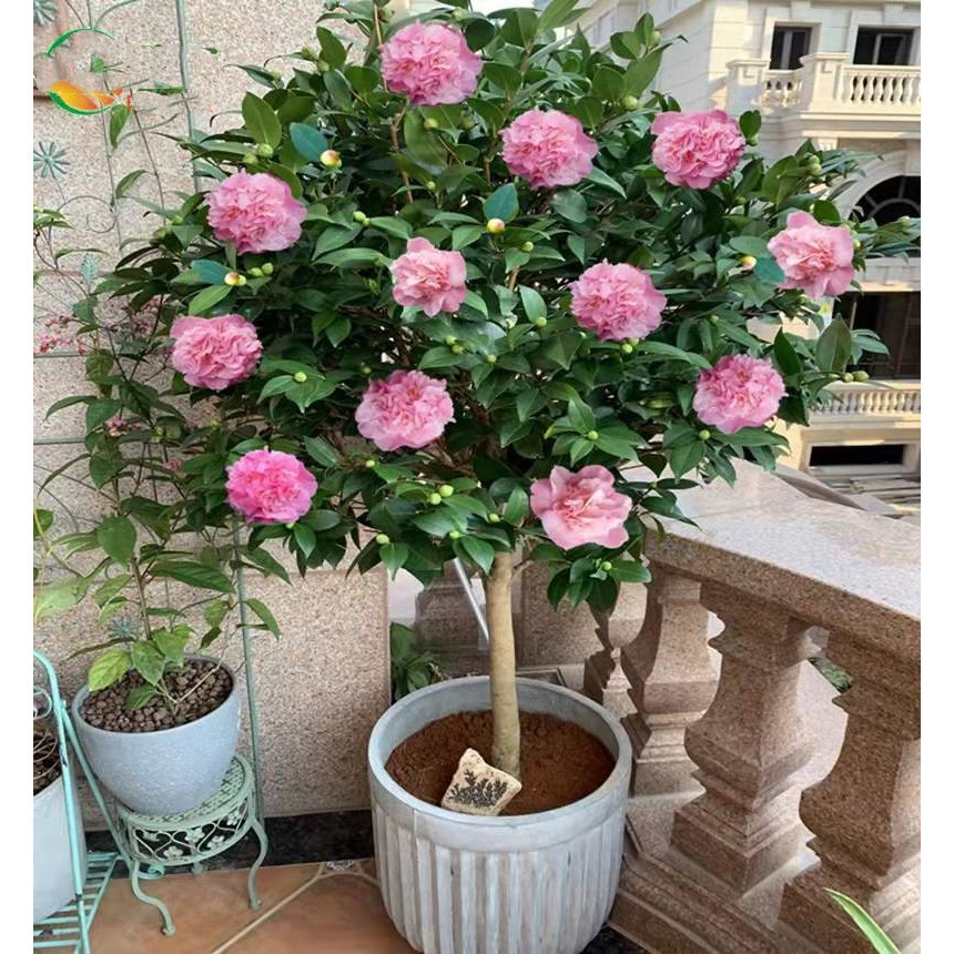 Sementes de Camélia de Cores Misturadas Originais à Venda (200 500 Sementes Frescas) Sementes de Flor de Camélia para Pl