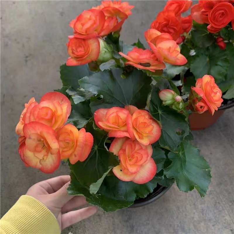 Sementes Originais Misturadas de Begônia Cucullata 200 500 à Venda Frescas pcs Sementes de Plantas de Flor de Begônia Cu