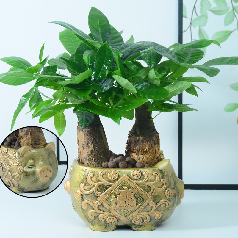 Kit 200-500 Sementes de Plantas em Vaso para Ambientes Internos | Purificação do Ar | Mesa Escritório Casa