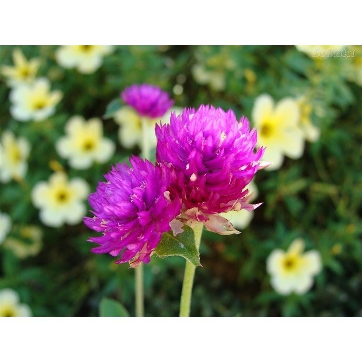 100 sementes perpetua com manual de cultivo pronta entrega envio em 24h I