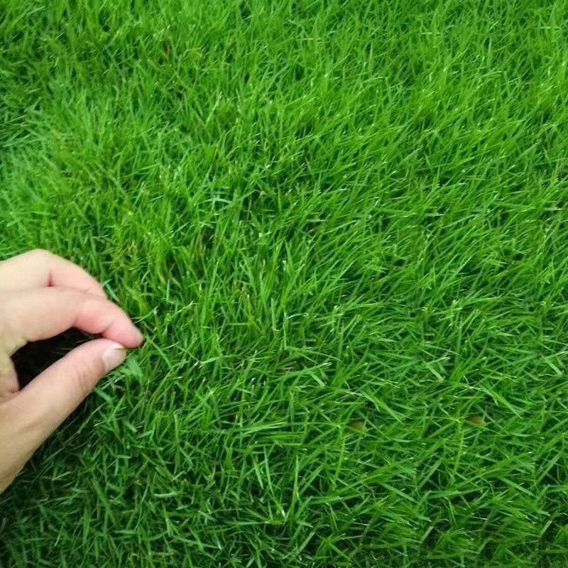 Sementes de Grama Bermuda 200-500 unid | Fácil de Germinar | Gramado Verde para Jardim Quintal e Paisagismo