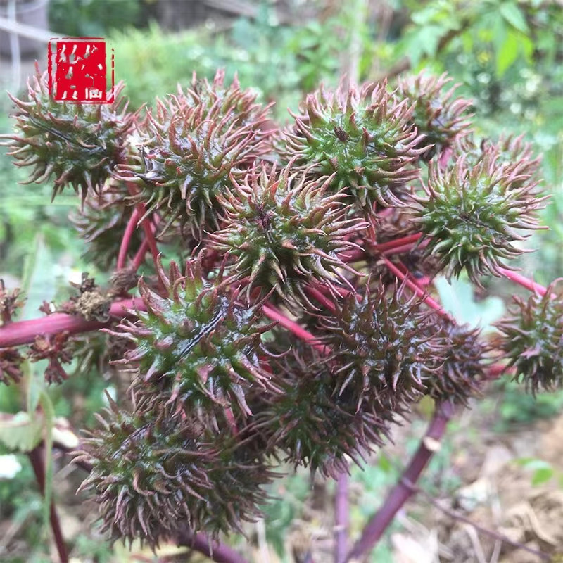 Sementes de Mamona (Rícino) Original 200/500 Unidades Frescas para Plantio Jardim Horta Alta Germinação
