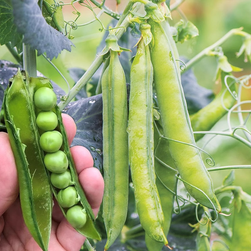 pcs/pack Ervilha Doce Orgânica de Alto Rendimento 200 500 Sementes para Plantio de Legumes Colheita Rápida Sementes de E