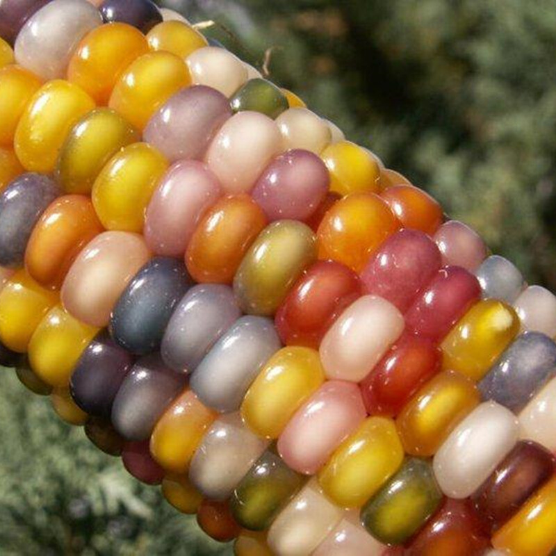 Sementes de Milho Arco-Íris Híbrido 200/500 Unidades Milho Colorido para Plantio Hortas Jardim Alta Germinação