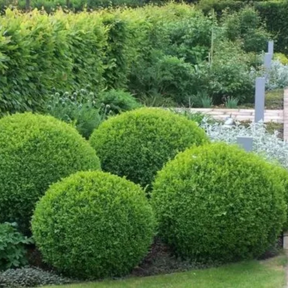 30 Sementes Buxinho Buxus Sempervirens Bonsai P/ Mudas ll