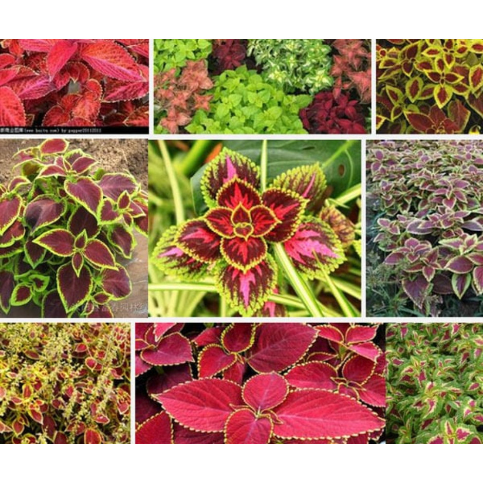 Coleus Arco Íris Sortido 500 sementes y6 ll em Oferta na Shopee