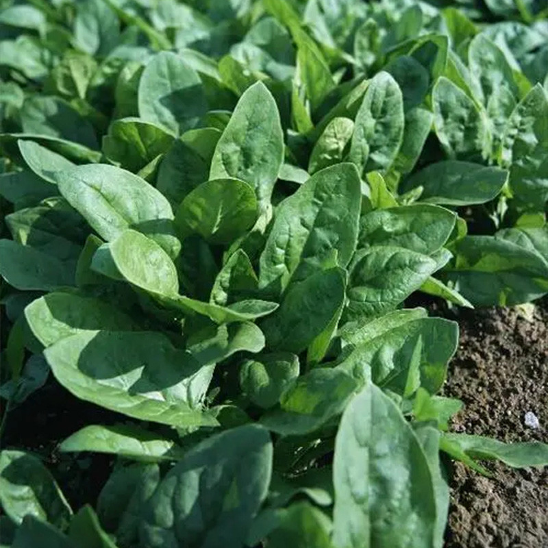 Espinafre Original Fresco 200 500 Sementes para Plantio de Plantas Vegetais (sementes) Alto Rendimento Espinafre de Folh