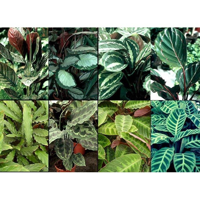 100 sements maranta sortidas mix especies h h