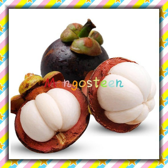B [Plantação fácil] Sementes de mangostão 200-500 Sementes de frutas tropicais Plantas de jardim com sabor agridoce doce em Oferta na Shopee