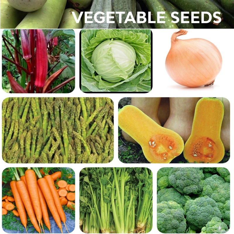 Kit 200-500 Sementes de Hortaliças Sortidas Cenoura Tomate Repolho Rabanete Pepino Abóbora Cebola Aipo Quiabo