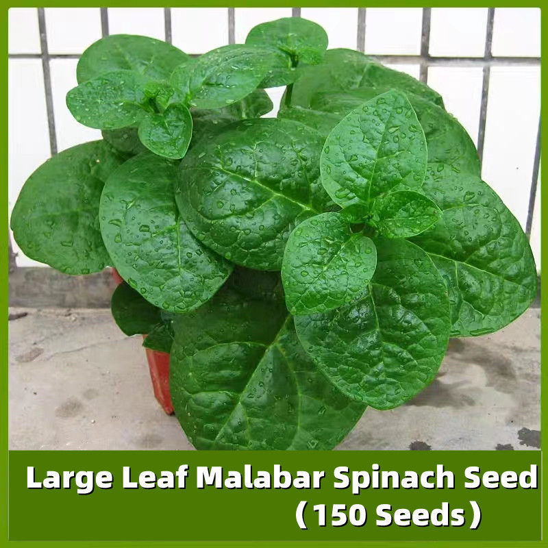Sementes de Espinafre Malabar Verde Folha Grande (Basella alba) 200/500 unidades Hortaliça para Horta