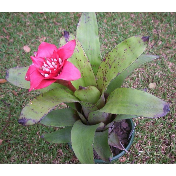 Bromelias Gigantes: Onde Comprar | BuscaProdutos
