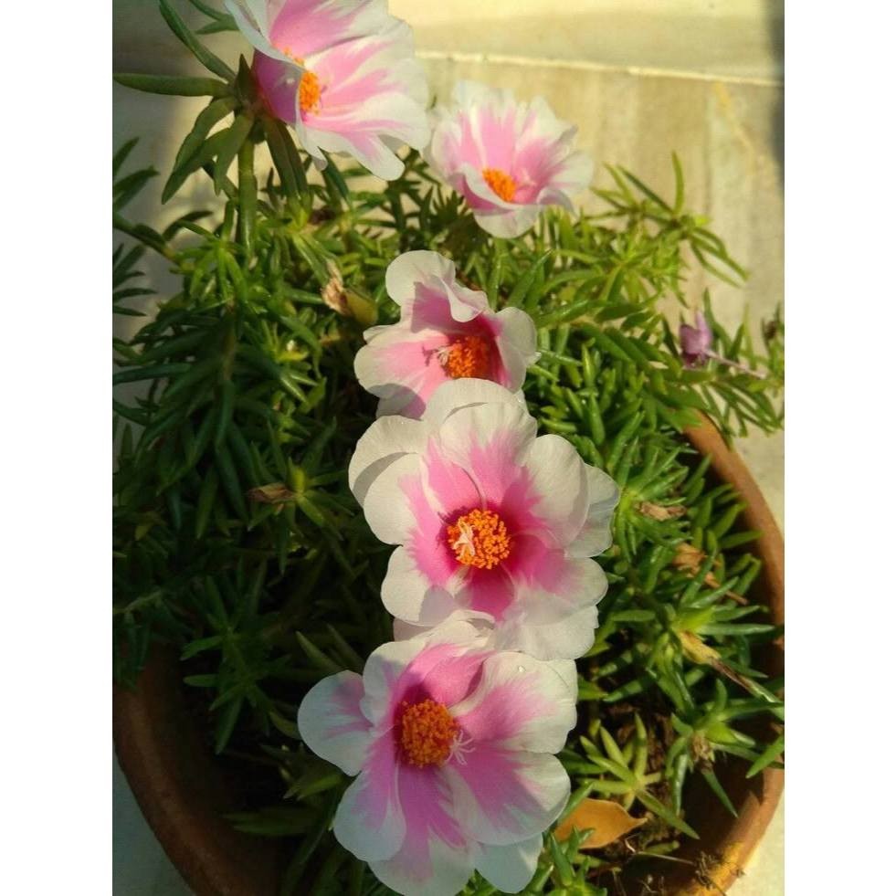 onze-horas (Portulaca elatior) – 100 sementes com manual de cultivo II