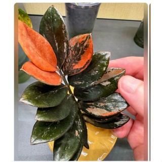 zamiocuca toque de tangirina 100 sementes com manual de cutuvo II em Oferta na Shopee