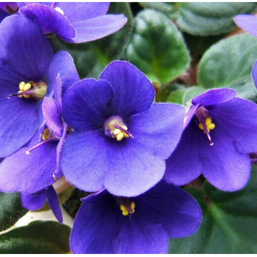 100 sementes de violetas africanas azul k8 ll