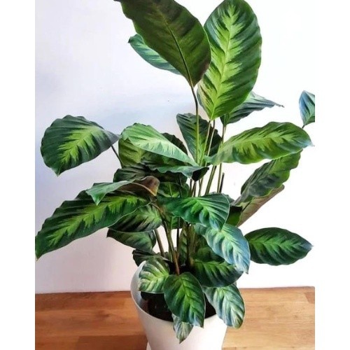 100 sements maranta louisae com manual de cultivo h