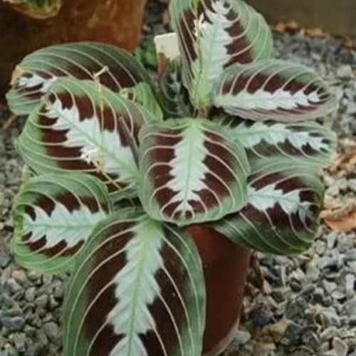 100 sementes maranta whitizelkova h h