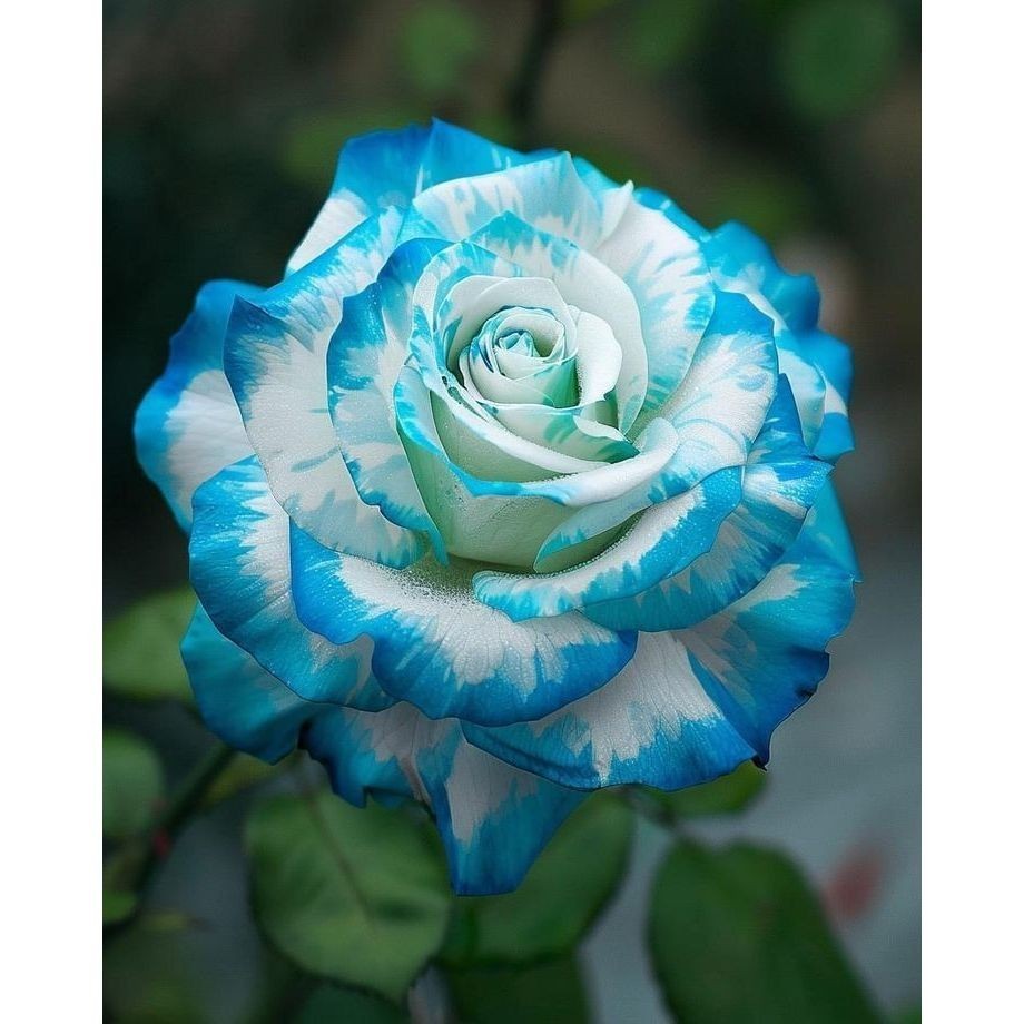 Rosa albina Albora Petalum – 100 sementes com manual de cultivo l