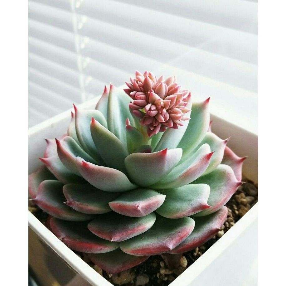 100 sementes suculenta Haworthia attenuata com manual de cultivo pronta entrega envio em 24h I