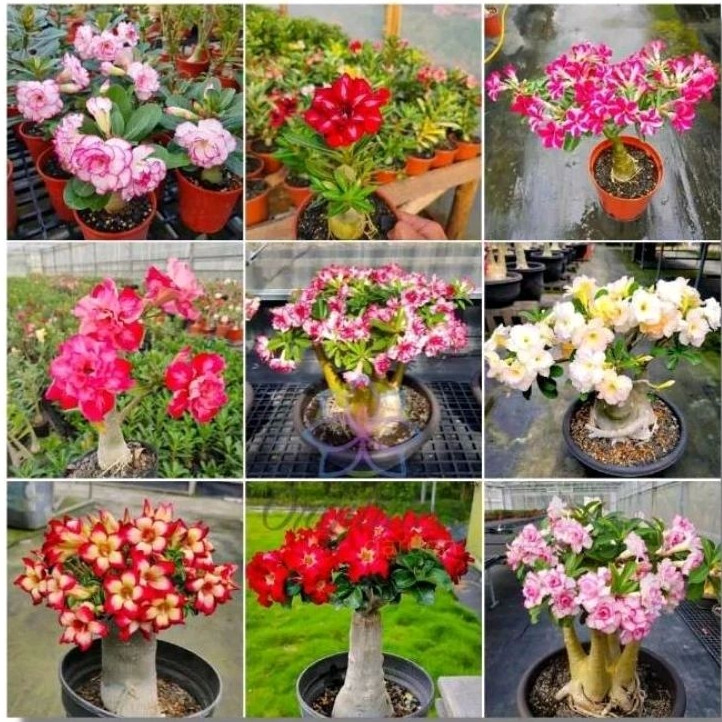 1.000 sementes de rosa do deserto Premium