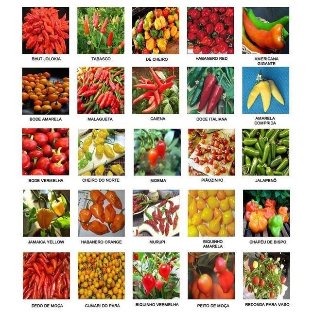 100 sements pimentas sortidas mix envio imediato com manual de cultivo V V em Oferta na Shopee