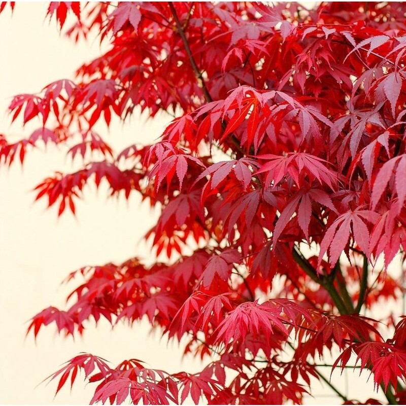 200-500 Sementes de Bordo Vermelho (Acer) | Árvore Ornamental | Fácil de Cultivar | Jardim e Paisagismo