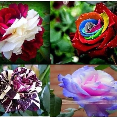 100 sementes dessas lindas rosas raras originais