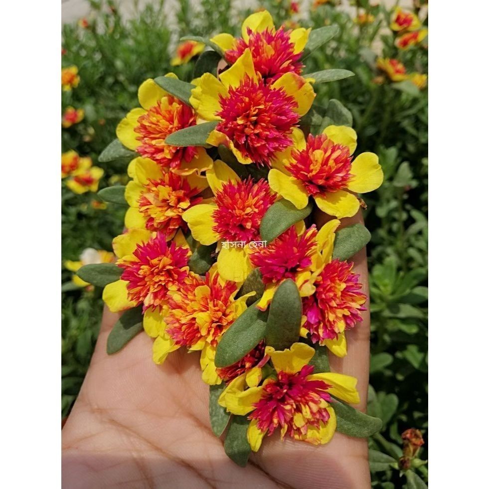 onze-horas (Portulaca eruca) – 100 sementes com manual de cultivo V em Oferta na Shopee