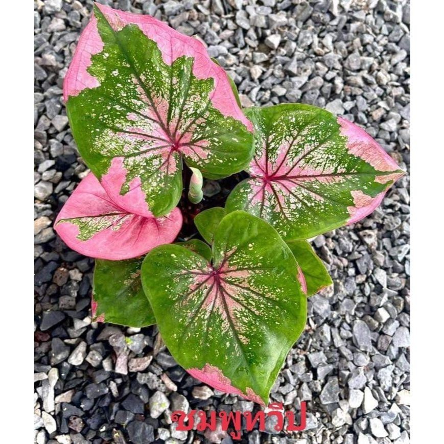 100 sementes caladium Lemon Blush com manual de cultivo pronta entrega envio em 24h l
