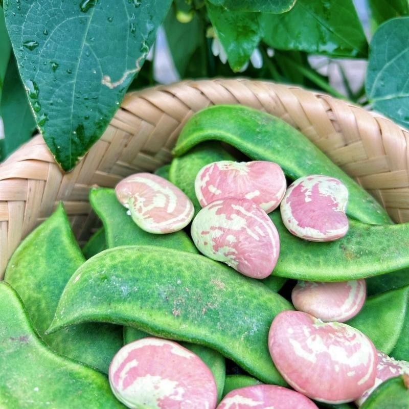Sementes de Patani 200-500 Unid Legumes para Horta Fácil de Plantar e Germinar Alto Rendimento | Cultivo em Vasos/Jardim