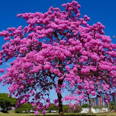1000 Sementes de Ipê Roxo (Ypê Roxo) Fácil de Germinar | Árvore Ornamental Flores Roxas | Jardinagem