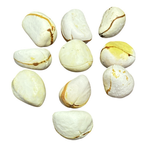 Obi Branco Nacional Molhado 10 Unidades Umbanda Candomblé