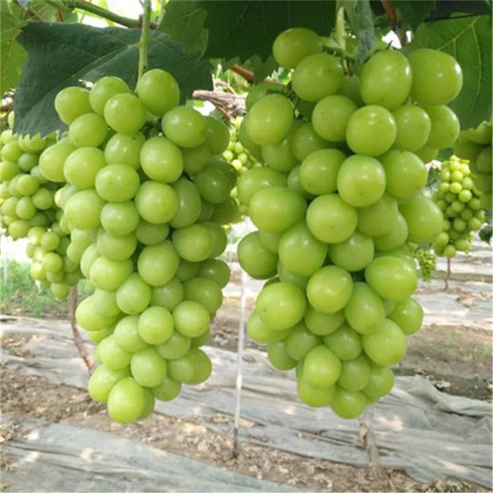 Sementes de Uva para Plantar 200/500 Unidades por Pacote | Semente de Fruta para Muda e Jardim