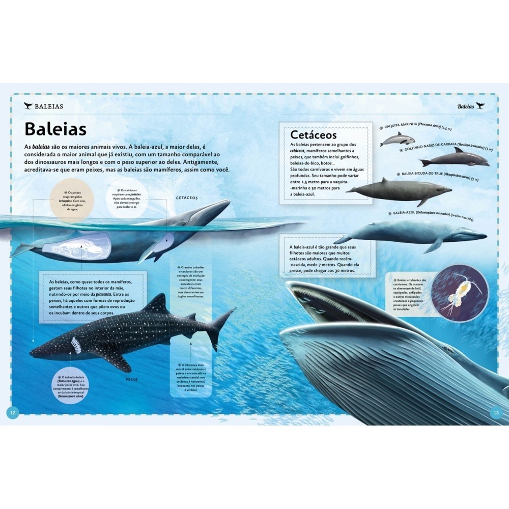 Detalhes do Livro Capa dura O magnífico livro das baleias