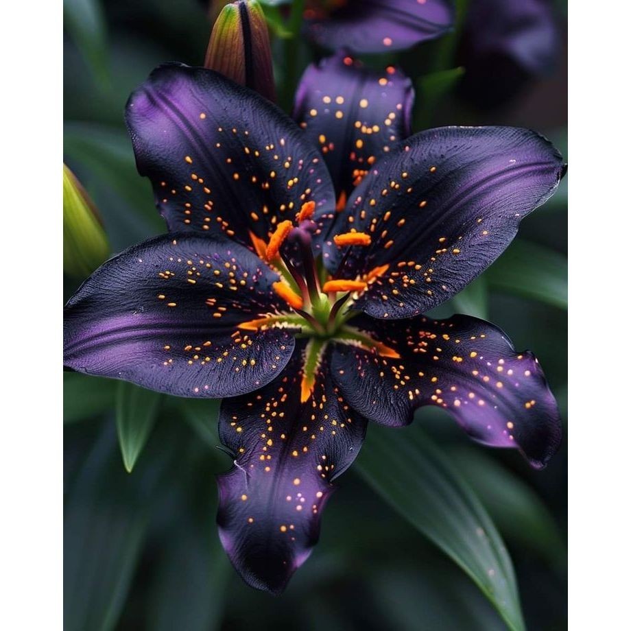 Lirio de Leão (Lilium lionheart)100 Sementes de Com Manual de cultivo I em Oferta na Shopee