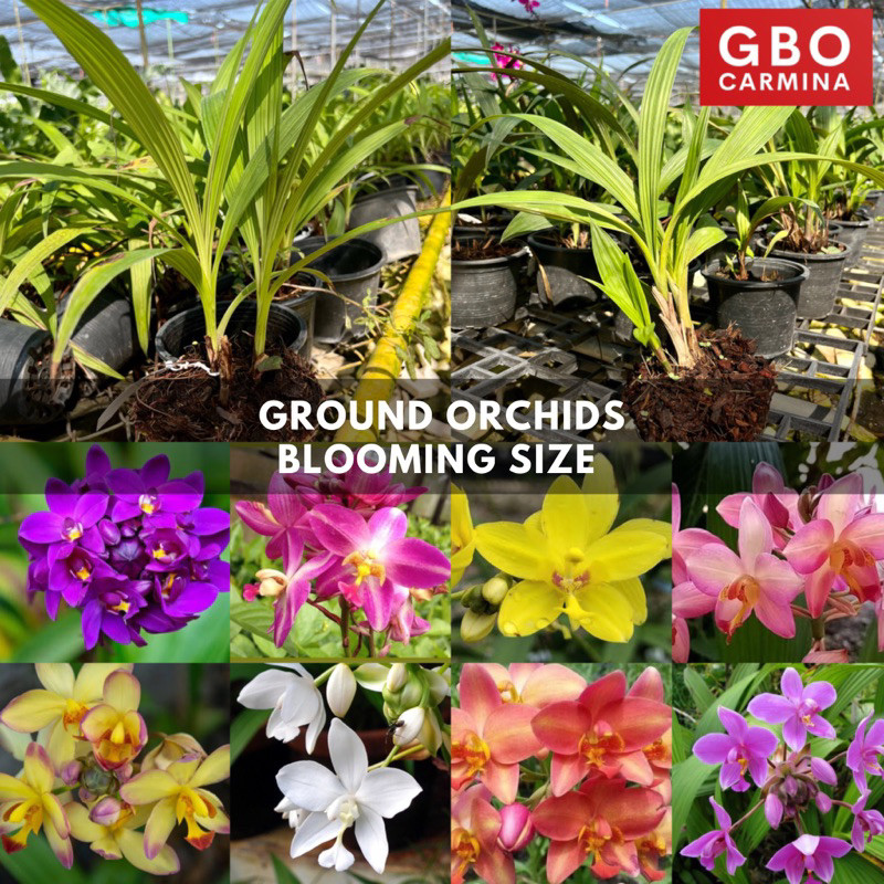 Bulbo de Orquideas Jardim Jardinagem: Onde Comprar | BuscaProdutos