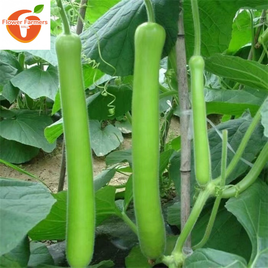 Sementes de Cabaça Longa - Variedade Gigante de Fruta e Vegetal Loofah 200 500 Sementes Comestíveis